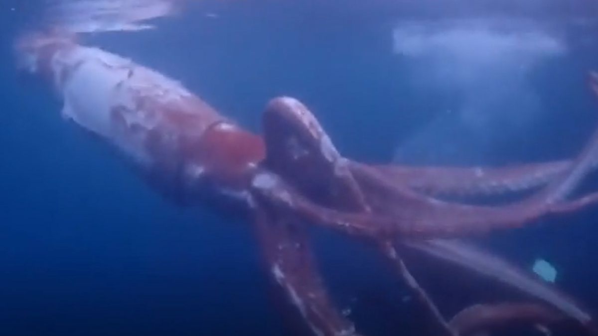 Nagrali oceanicznego giganta u wybrzeży Japonii