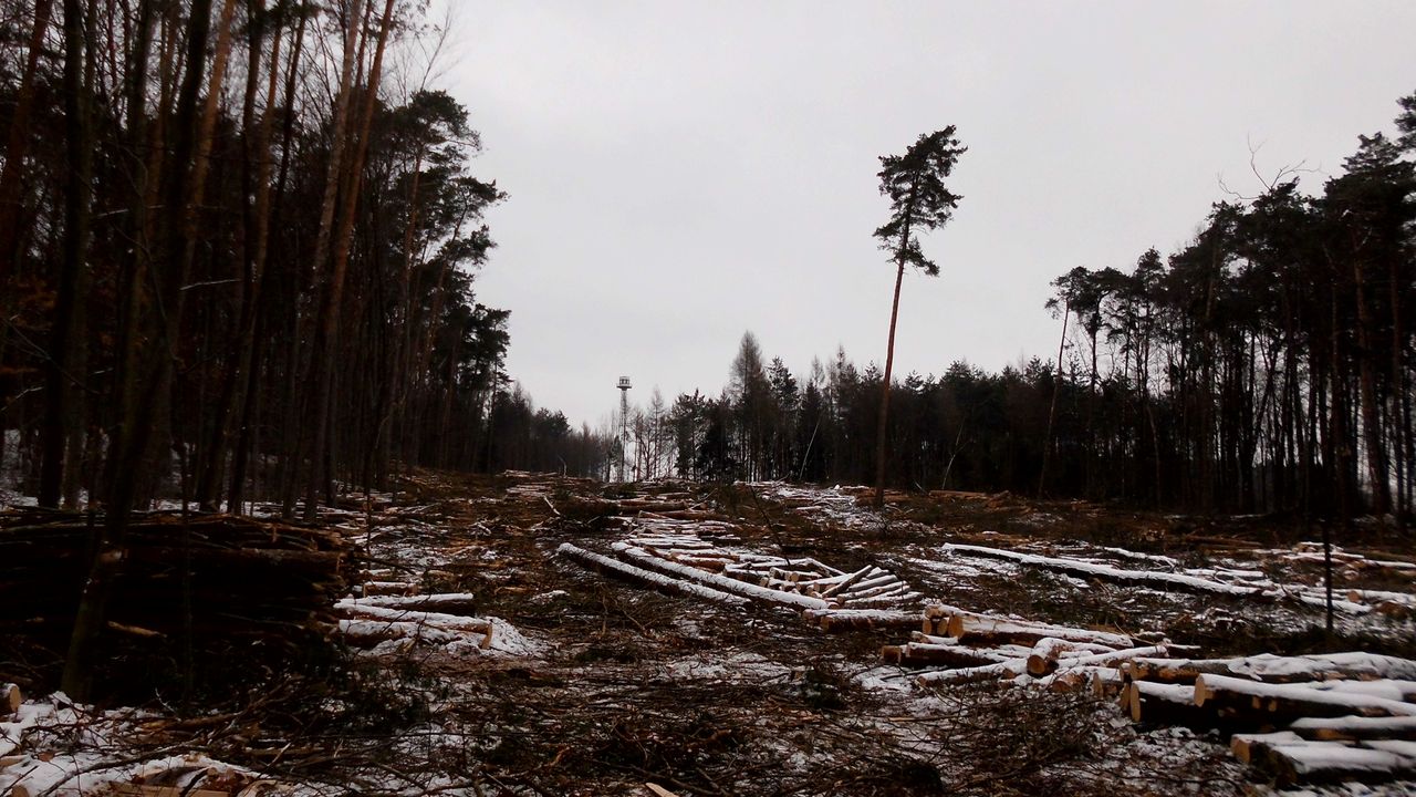 to co zostało z lasu, po drugiej stronie wieży