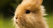 Windows 10 za darmo? Tak, o ile zostaniesz królikiem doświadczalnym