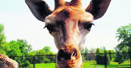 Bank PKO BP zaadoptował żyrafkę Lokatkę z zoo w stolicy