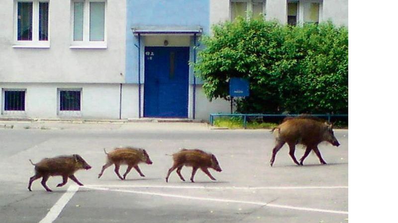 W czerwcu locha z młodymi pojawiła się w sąsiedztwie bloków na osiedlu Kosmonautów
