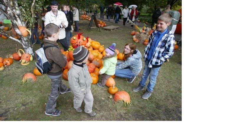 Zużyty sprzęt na dynie będzie można wymienić przy ul. Ptysiowej 3