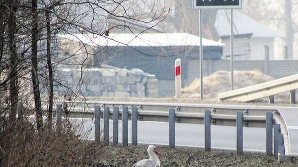W Brończynie martwią się, że mróz wykończy ich boćka