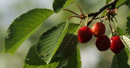 Koniec truskawek, czas na czereśnie
