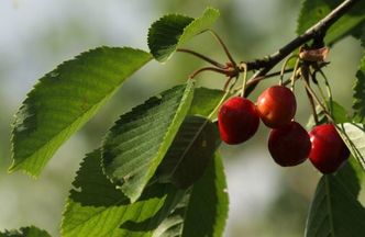 Koniec truskawek, czas na czereśnie