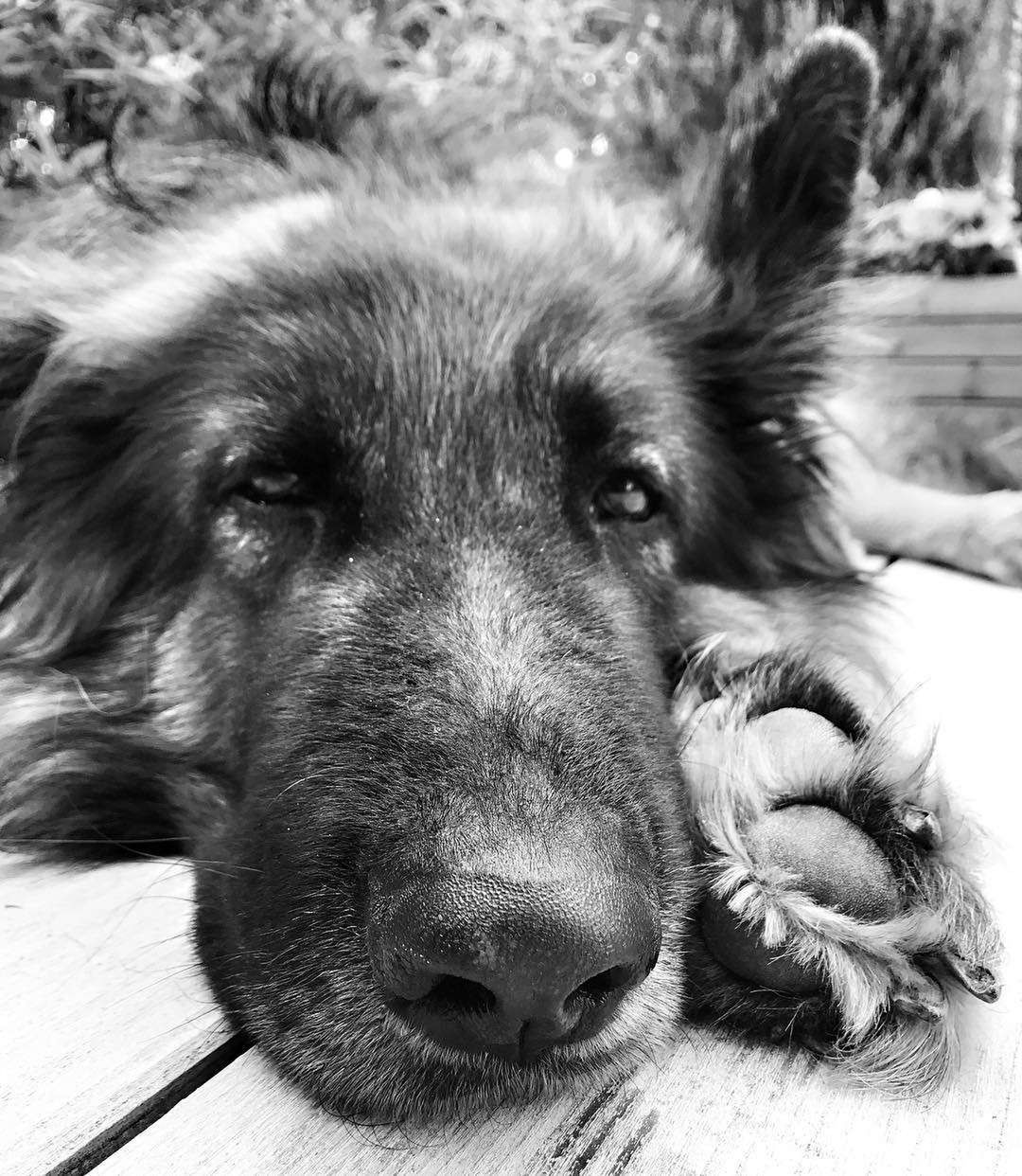 Pies Oli Kwaśniewskiej