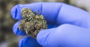 Słabe dowody na skuteczność medycznej marihuany. Obszerne badanie studzi entuzjazm