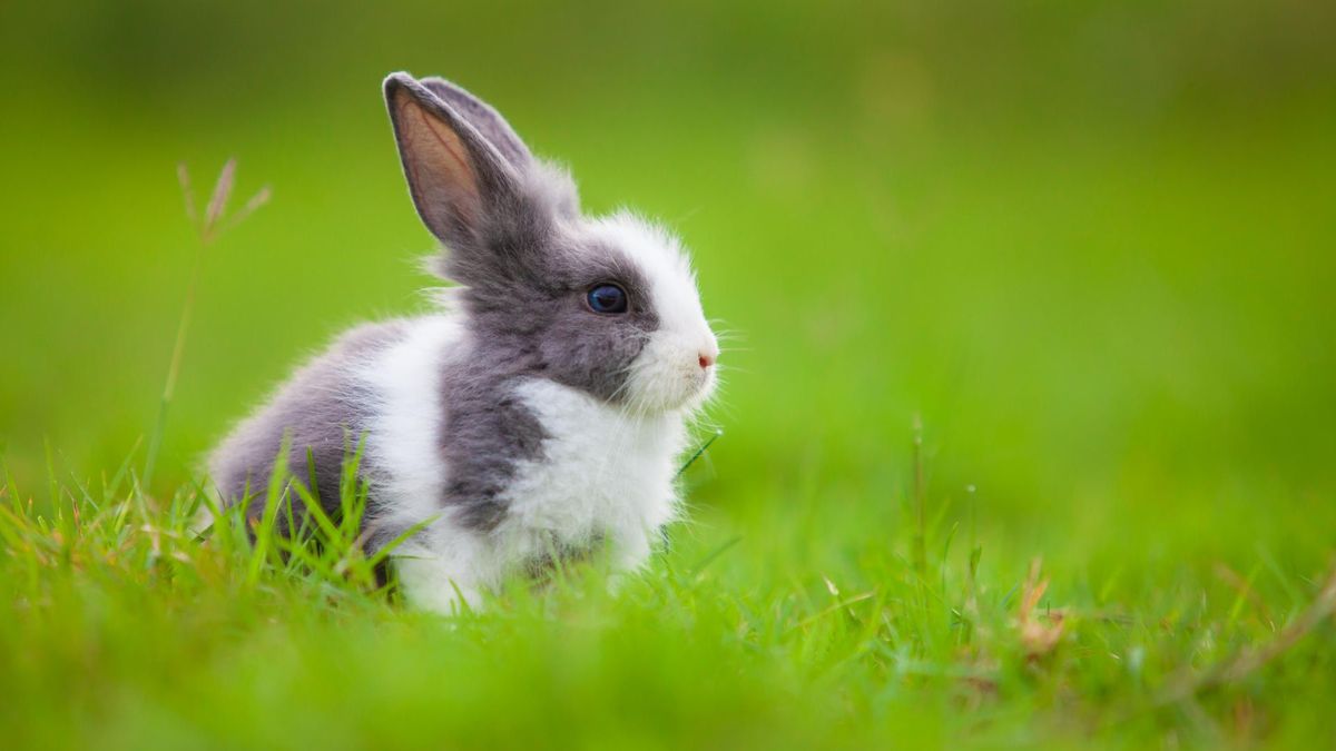 Królik miniaturka jest marzeniem wielu dzieci