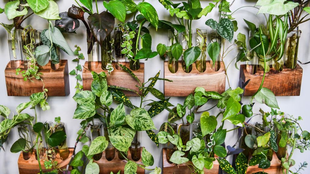 Rośliny domowe mogą być niebezpieczna dla ludzi i zwierząt