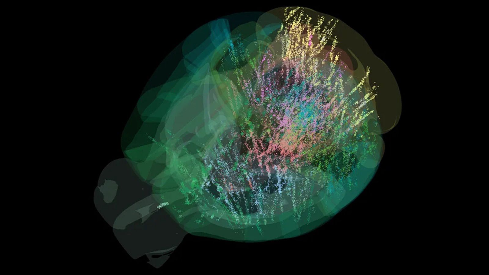 Pierwsza w historii mózgowa mapa przedstawiająca 75 000 neuronów
