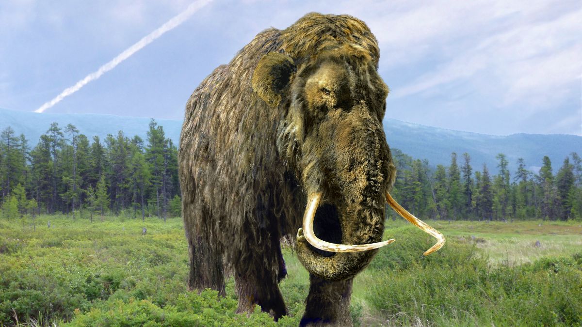 Mamuty mają ponownie stąpać po Ziemi.