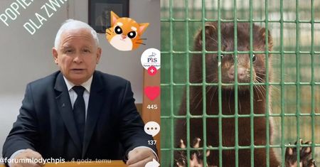 TikToker Jarosław Kaczyński idzie na wojnę z przemysłem futrzarskim! "Musimy temu ZŁU zapobiec!"