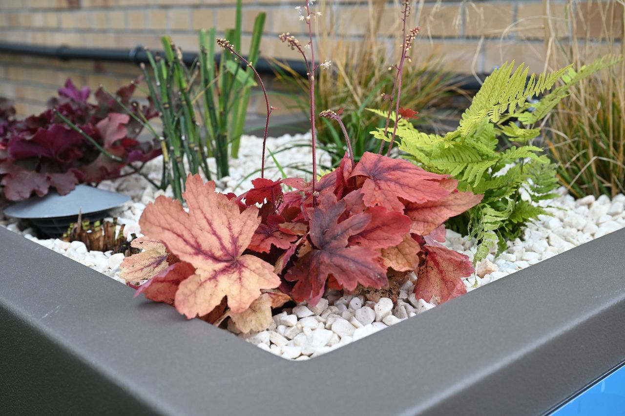 Poznań: Szkoła Podstawowa nr 90 na Grunwaldzie zyskała ogród deszczowy