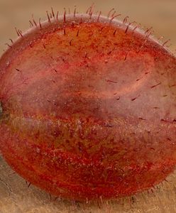 Kiedyś Polacy jedli na potęgę. Dziś mało kto pamięta, jak smakuje, choć pomaga schudnąć