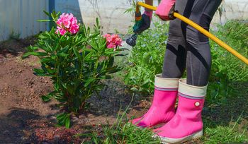 Podsyp tym rododendrony w kwietniu. Morze kwiatów i bajeczne kolory