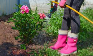 Podsyp tym rododendrony w kwietniu. Morze kwiatów i bajeczne kolory