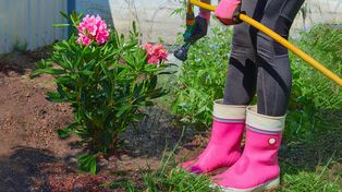Podsyp tym rododendrony w kwietniu. Morze kwiatów i bajeczne kolory