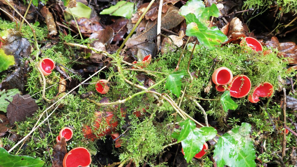 Chrupie i smakuje jak rzodkiewka. Grzybiarze zacierają ręce, w lesie pojawił się pyszny grzyb