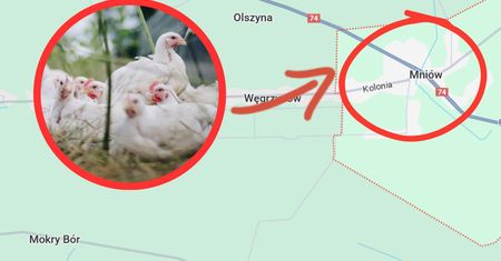 Podejrzewają pomór drobiu. W powiecie kieleckim wybito 28 tys. sztuk drobiu