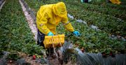 Szukają Polaków do pracy w Niemczech i Holandii. Płacą 16 tys. zł