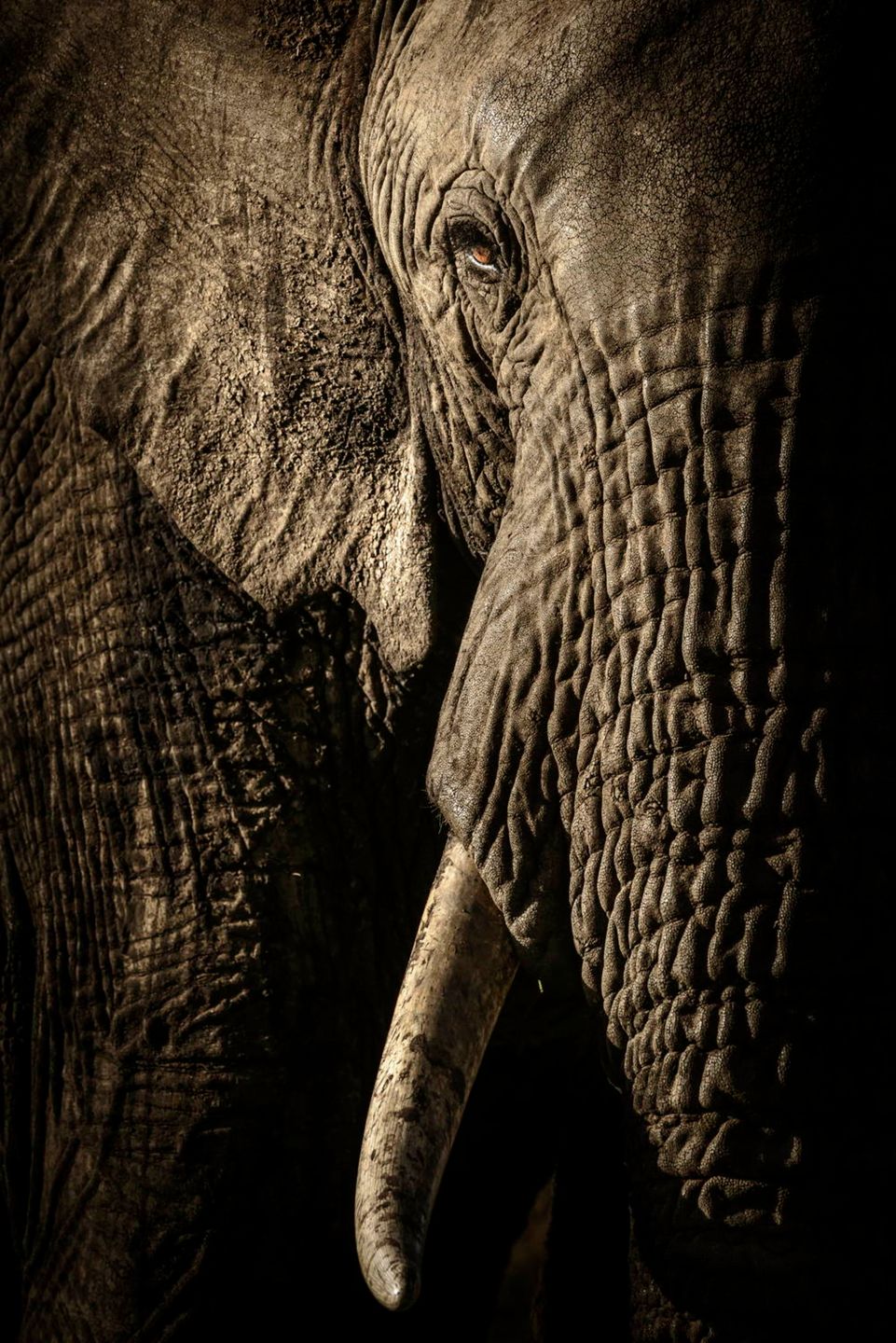 Zdjęcia finalistów Wildlife Photographer of the Year 2017 to mistrzostwo fotografii przyrody 2