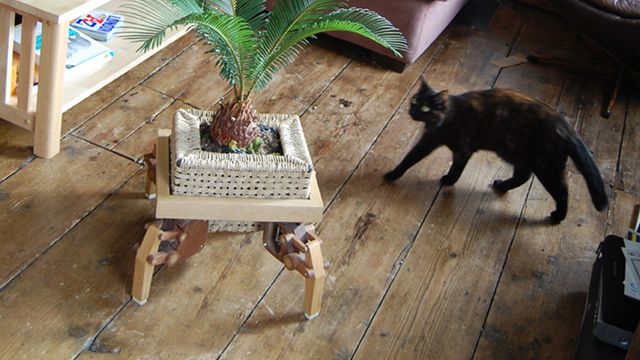 Roboroślina która sama szuka słońca 1