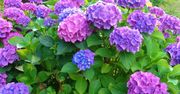 Pamiętaj o tym zabiegu w marcu. Hortensja obsypie się kwiatami