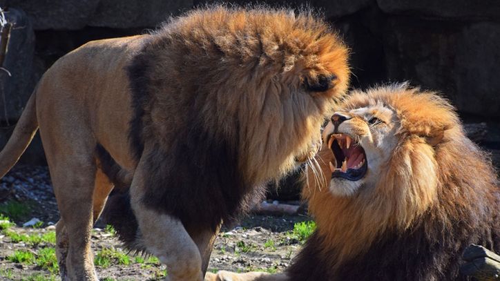 Zarządcy ogrodu zoologicznego Shoalhaven wraz z policją badają sprawę