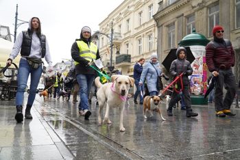 W samo południe ulicą Piotrkowską przeszła czworonożna parada. Zobaczcie, jakie słodziaki!