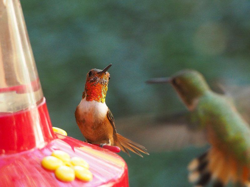 Melanie Barboni jest prawdziwą zaklinaczką kolibrów. Sfotografowała ich ponad 200! 3
