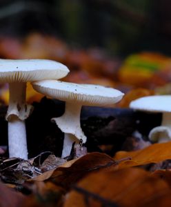 Znaleziono potencjalne antidotum na zatrucie śmiercionośnym grzybem