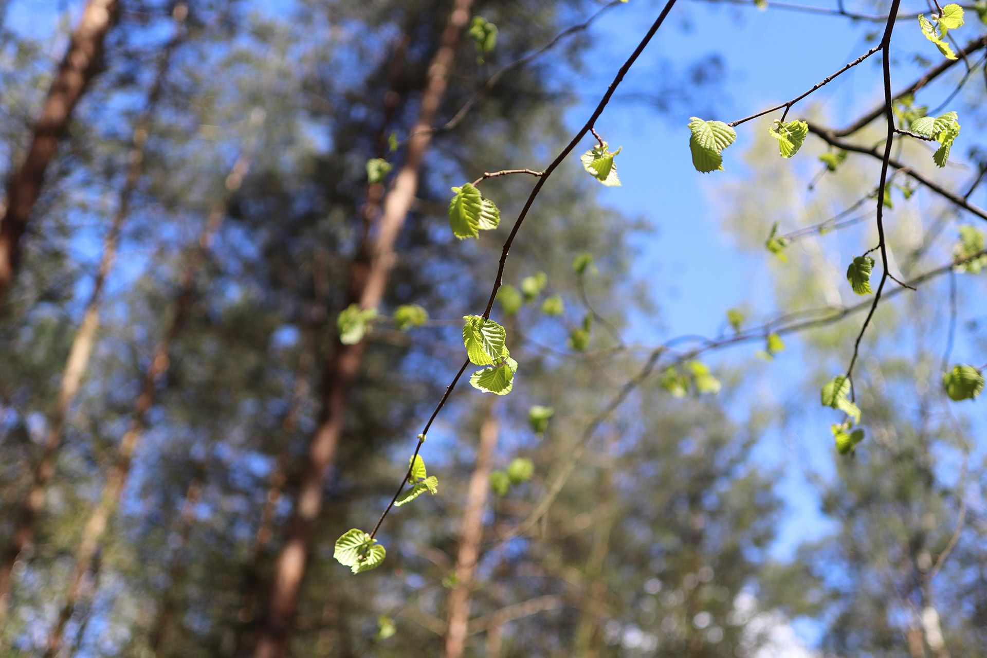 Canon EOS 77D - zaawansowana lustrzanka dla pasjonatów [test] 71