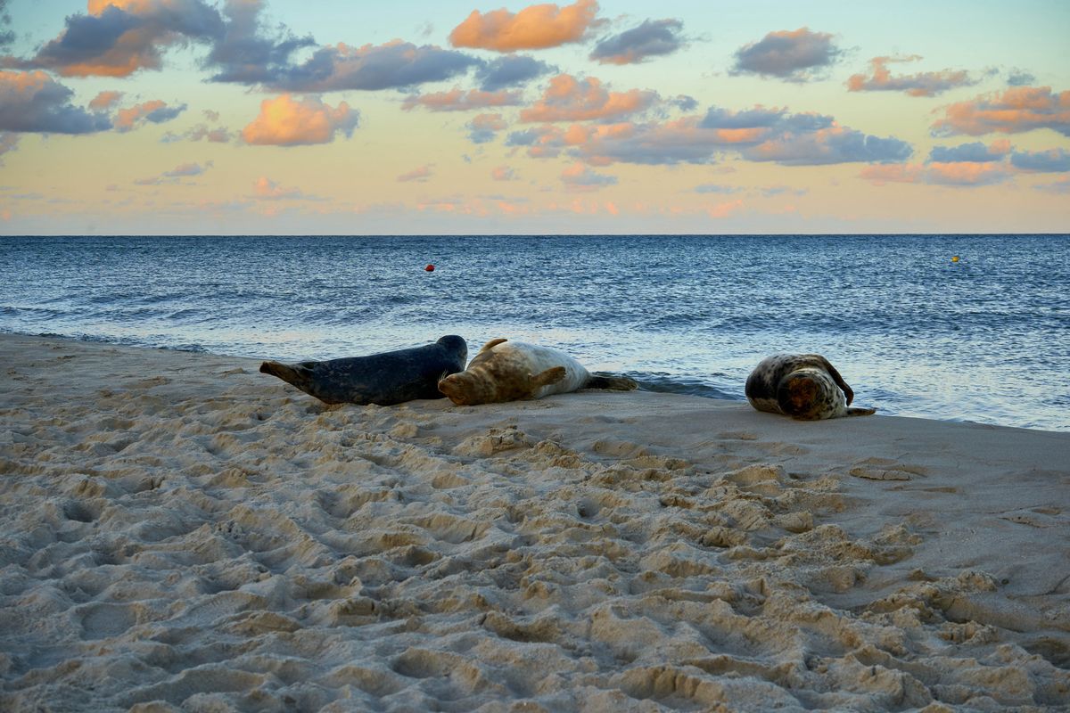Foki odpoczywają na plaży w Helu