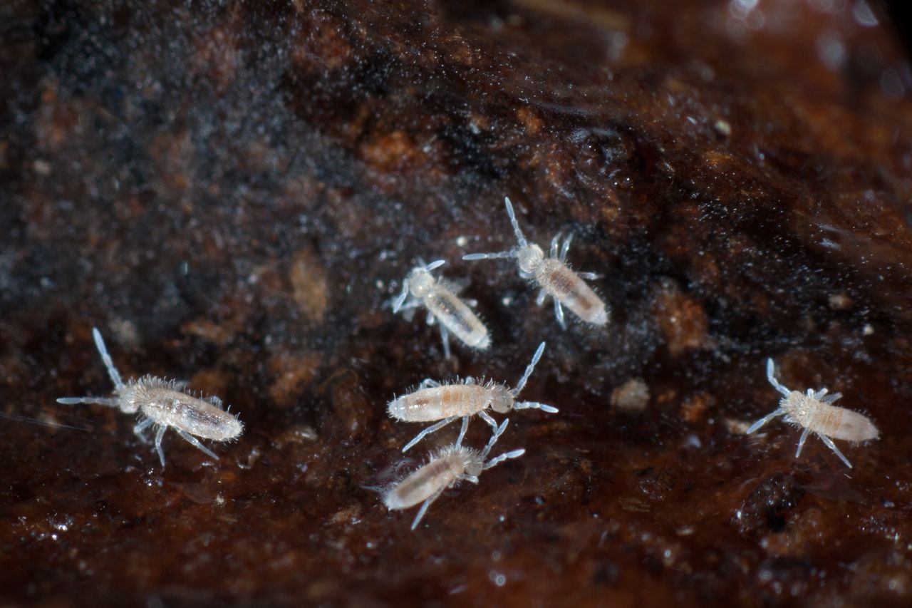 Springtails - how to get rid of insects from a flowerpot?