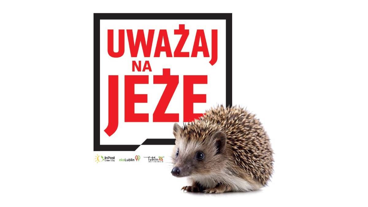 Naklejka uważaj na jeże