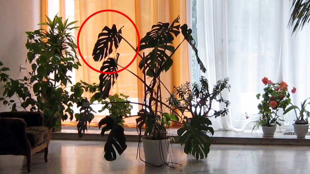 Monstera bardzo często znajduje się w polskich domach