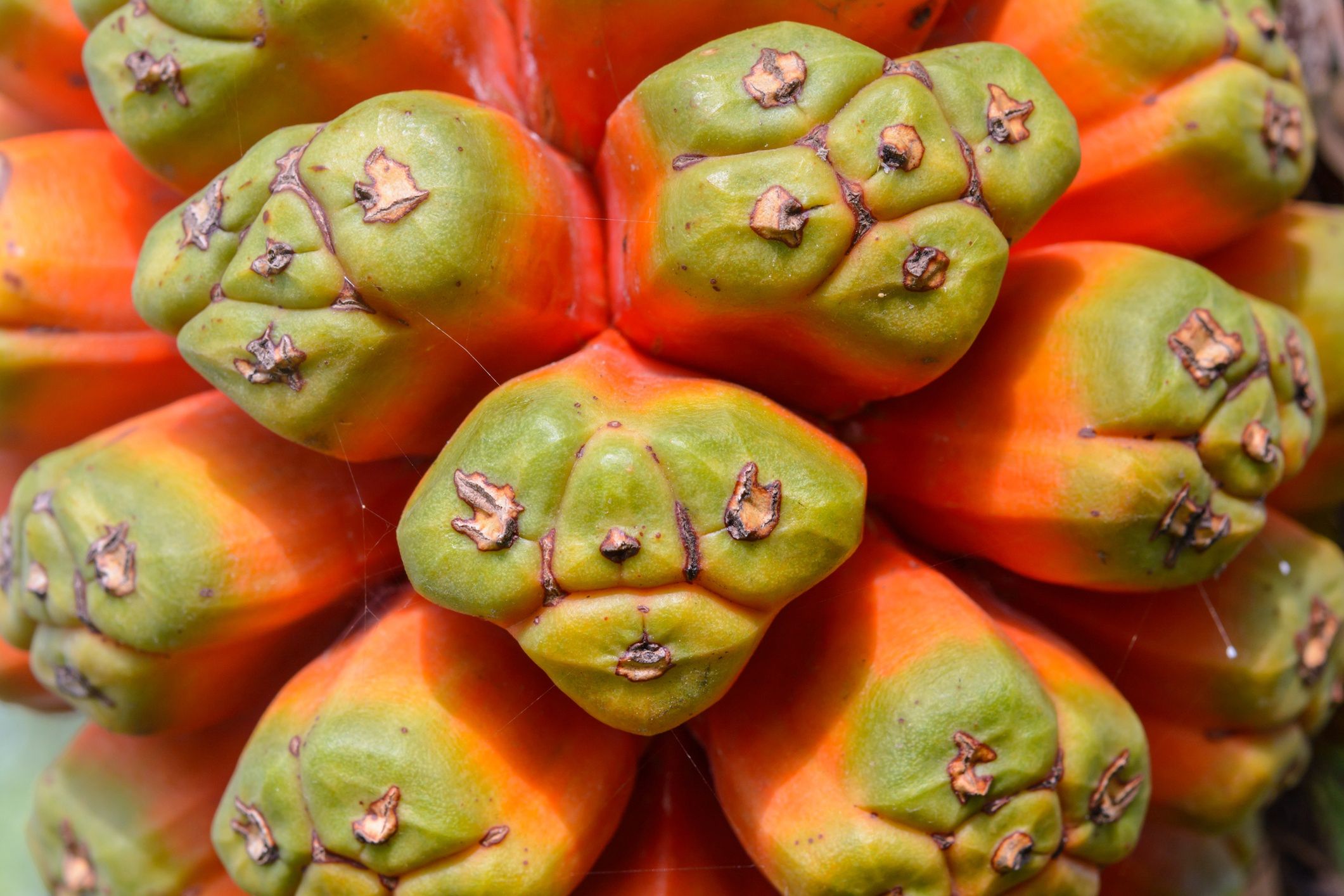 Abstract Pandanus Odoratissimus seed background. Plant seed and nature in garden background
Abstract Pandanus Odoratissimus seed background. Plant seed and nature in garden background
rprisarn
medical, pandanus, pandanus odoratissimus, pandanus tectorius