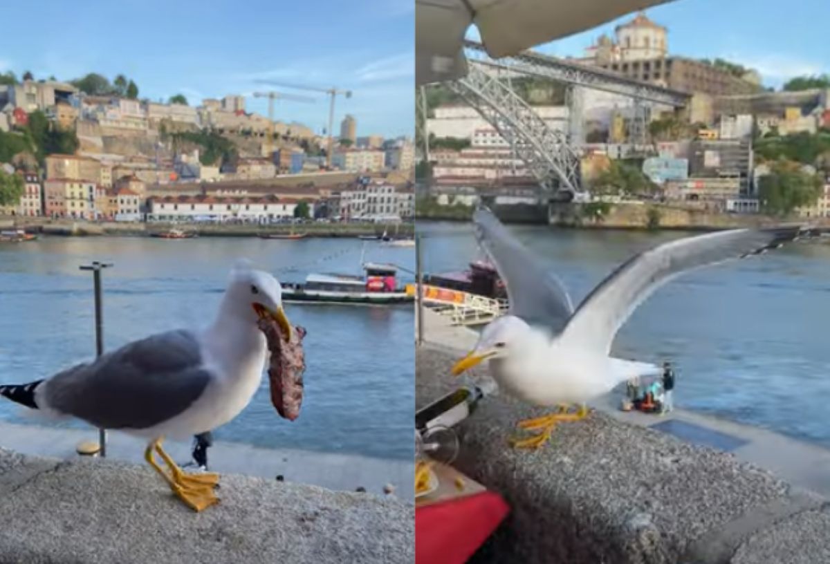 Agresywne ptaki nękają turystów w restauracjach. Kradną im kotlety