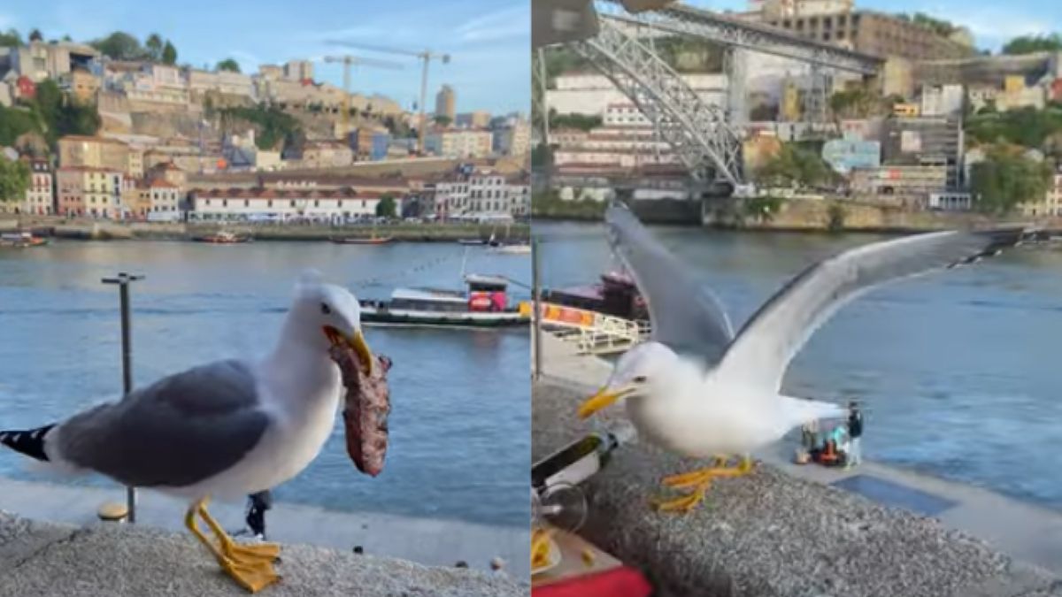 Agresywne ptaki dają się we znaki gościom restauracji w Porto