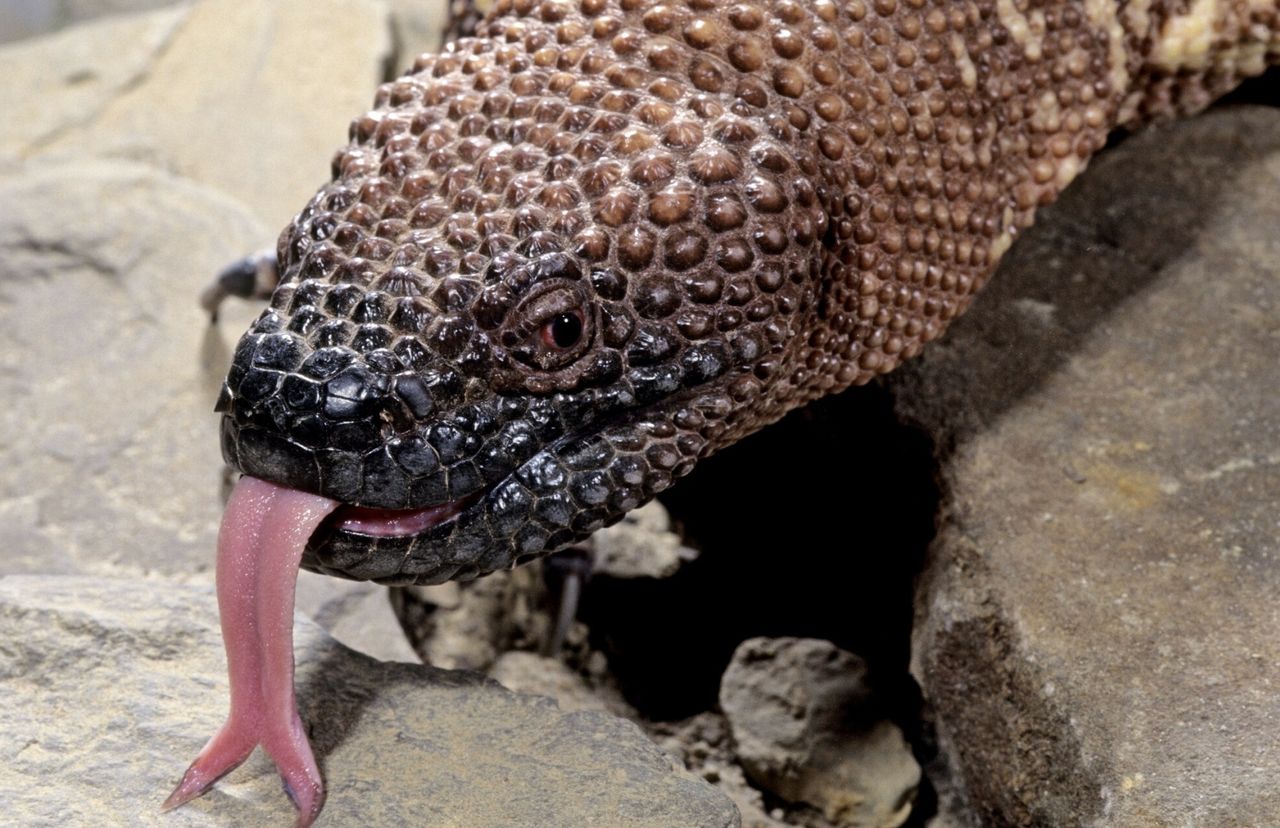 Radość we wrocławskim ZOO. Na świat przyszły helodermy meksykańskie