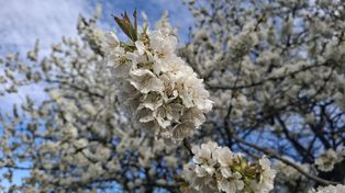Świętokrzyskie: Idzie mróz. Są ostrzeżenia