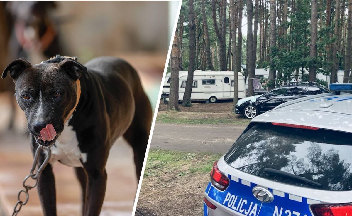 policja, pies, atak psa, agresywny pies Pies wyskoczył z kampera i rzucił się na kobietę. Zawisł mi na ręce