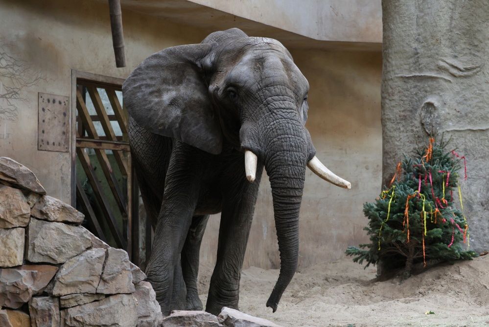 Słoń Leon ze stołecznego zoo świętuje 24. urodziny