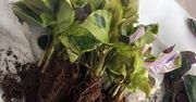Import pod lupą PIORiN. Skontrolowano blisko 55 tysięcy przesyłek