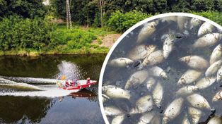 Złota alga w rzece na Śląsku: zakaz korzystania z wody i ryzyko skażenia Odry