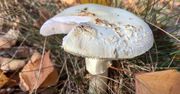 Grzybobranie. Cztery osoby zmarły po zjedzeniu muchomorów sromotnikowych. Nowe ustalenia policji