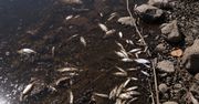Złote algi znów w natarciu. Wyłowili setki śniętych ryb
