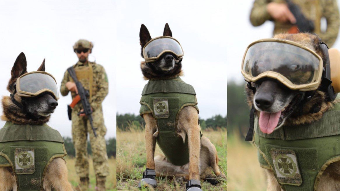 Państwowa Służba Graniczna Ukrainy pokazała uzbrojenie dla psów.