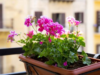 Dodaj do pelargonii. Szybko ci się odwdzięczą
