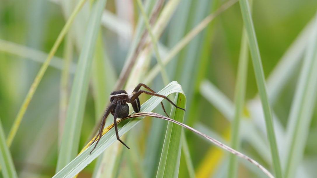 Bagnik nadwodny to jadowity pająk, który występuje w Polsce